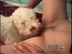 Cute puppy licking some pussy